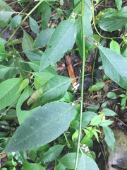 Deeringia polysperma