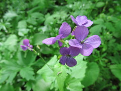 Lunaria annua annua