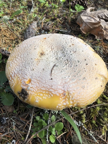 Sunshine Amanita