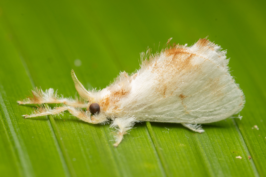 Dalcerides alba