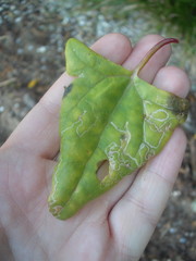 Liriomyza chenopodii
