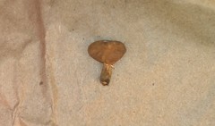 Cystoderma carcharias fallax