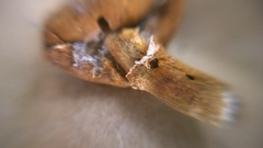 Cystoderma carcharias fallax