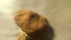 Cystoderma carcharias fallax