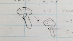 Cystoderma carcharias fallax