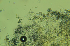 Cystoderma carcharias fallax