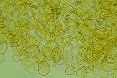 Cystoderma carcharias fallax