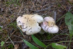Hygrophorus amarus