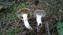 Hygrophorus amarus
