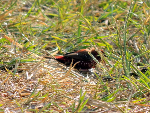 Amandava amandava