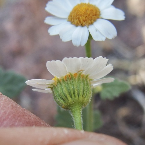 Image of Galinsogeopsis ciliata by (c) Sue Carnahan, some rights reserved (CC BY)