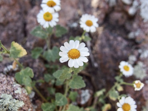 Image of Galinsogeopsis ciliata by (c) Sue Carnahan, some rights reserved (CC BY)