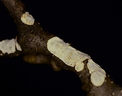 Eichleriella macrospora
