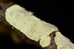 Eichleriella macrospora