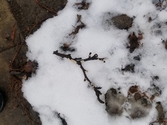 Eichleriella macrospora