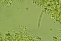 Eichleriella macrospora