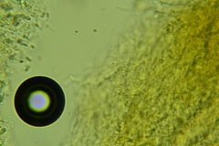 Eichleriella macrospora