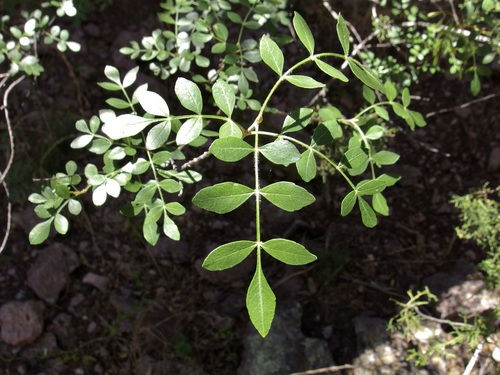 Image of Fraxinus gooddingii by (c) Sue Carnahan, some rights reserved (CC BY)