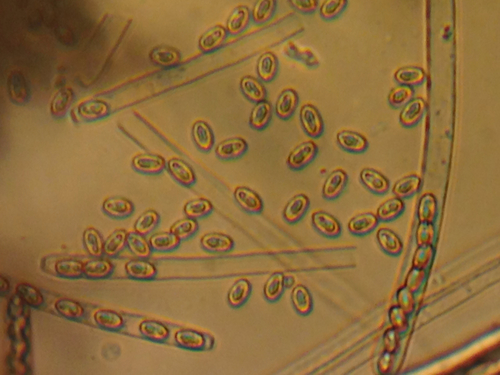 Peziza proteana f. sparassoides image