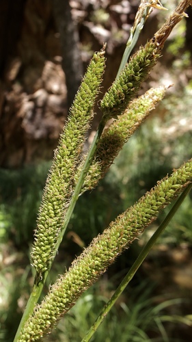 Cochise sedge (Carex ultra)