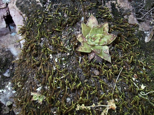 Image of Graptopetalum rusbyi by (c) Sue Carnahan, some rights reserved (CC BY)