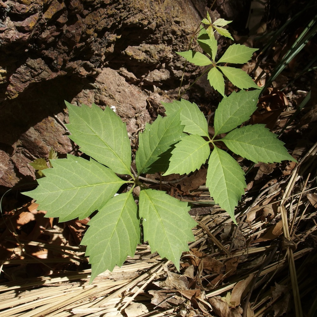 Parthenocissus inserta, Rancho Los Ojos, Agua Prieta Municipality, Sonora, Mexico