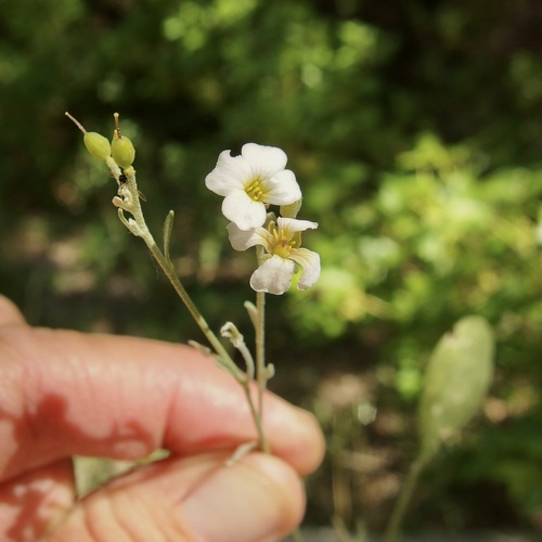 Image of White Bladderpod (Physaria purpurea) by (c) Sue Carnahan, some rights reserved (CC BY)