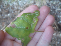 Liriomyza chenopodii