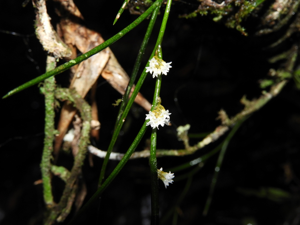 Campylocentrum parahybunense