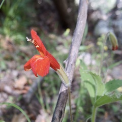 Verbena Monkeyflower (Erythranthe verbenacea)