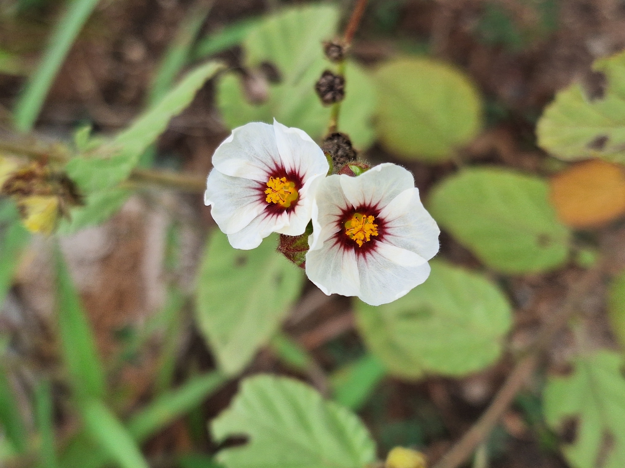 Sida linifolia