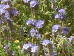 Bombus crotchii