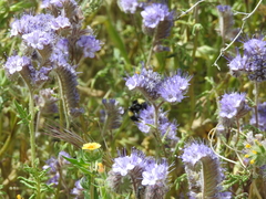 Bombus crotchii