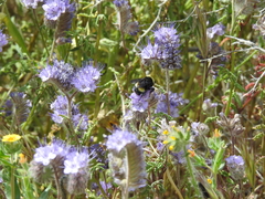 Bombus crotchii