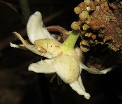 Carpotroche longifolia
