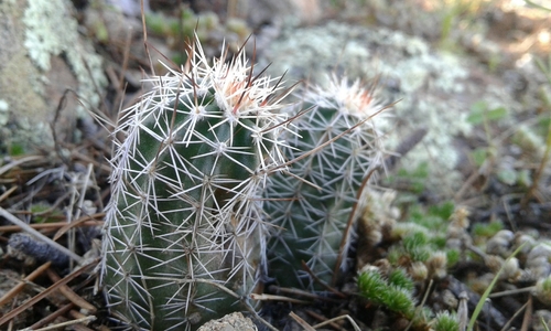 Echinocereus palmeri