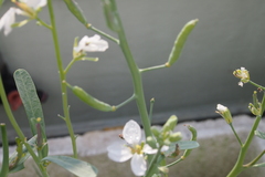 Brassica oleracea albiflora