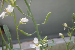 Brassica oleracea albiflora