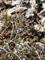 Coprosma brunnea