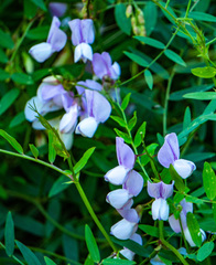 Vicia ludoviciana