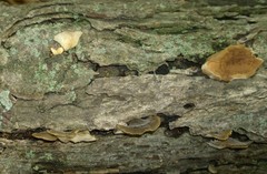 Hohenbuehelia grisea