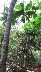 Carpotroche longifolia