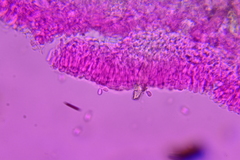 Hohenbuehelia grisea