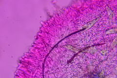 Hohenbuehelia grisea