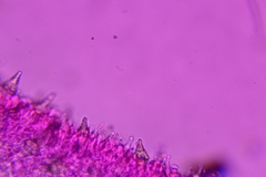 Hohenbuehelia grisea