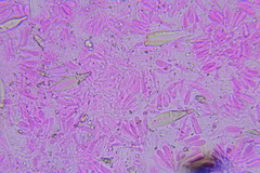 Hohenbuehelia grisea