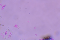 Hohenbuehelia grisea