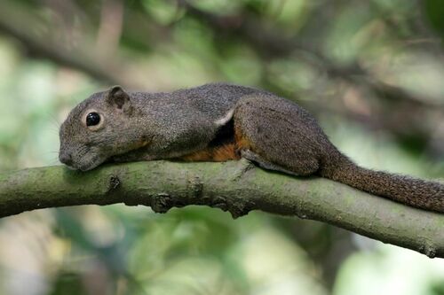 Plantain Squirrel, photo 2 of 10