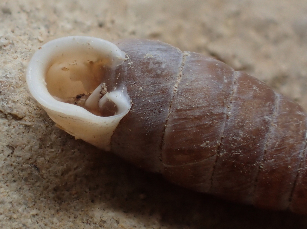 Granaria variabilis