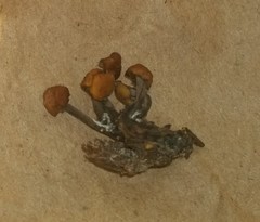 Cudonia circinans